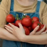Ekologiški pomidorai