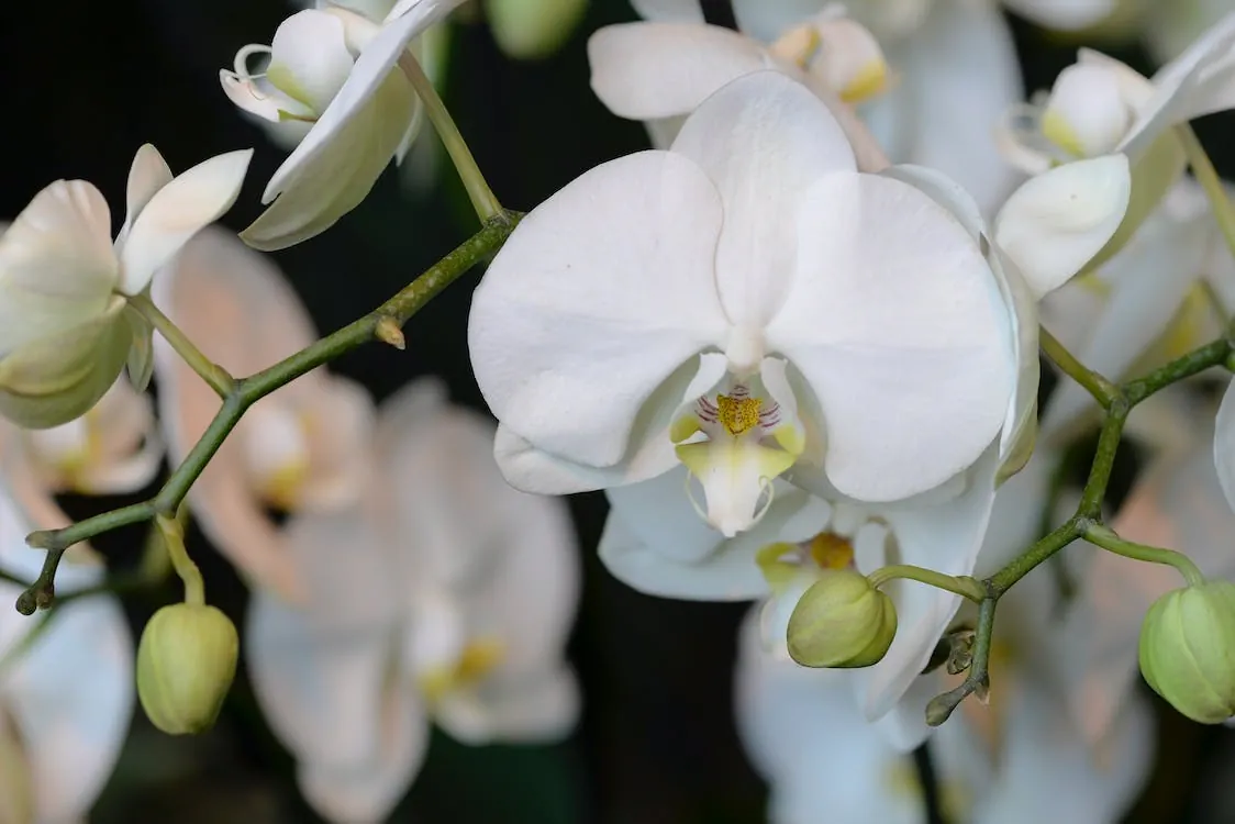 Orchidėjos laistymo ypatumai