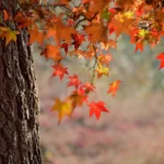 Rudens spalvos gamtoje