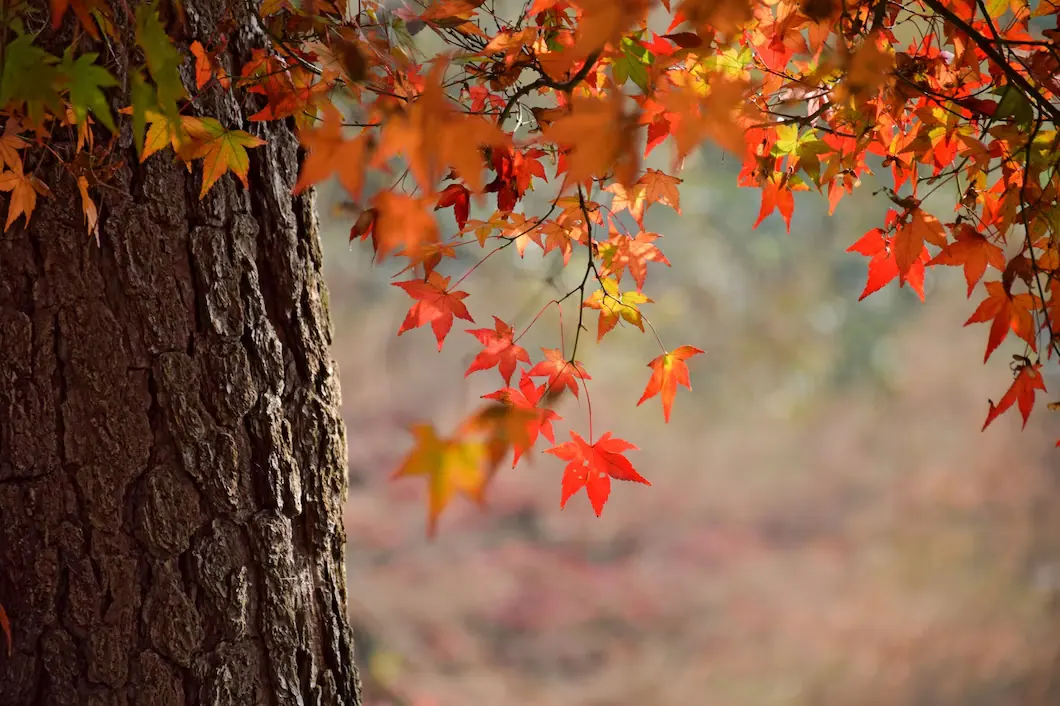 Rudens spalvos gamtoje