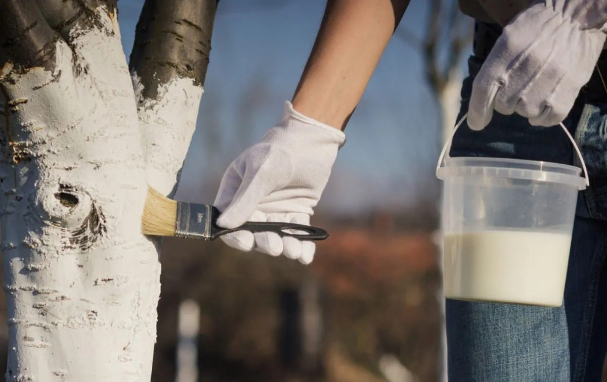 Medžių balinimas rudenį ar teisinga