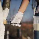 Medžių balinimas rudenį ar teisinga