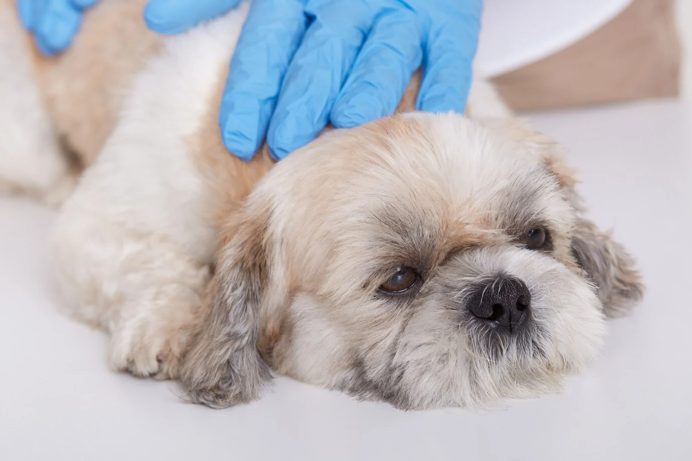Kada geriausia sterilizuoti šunį