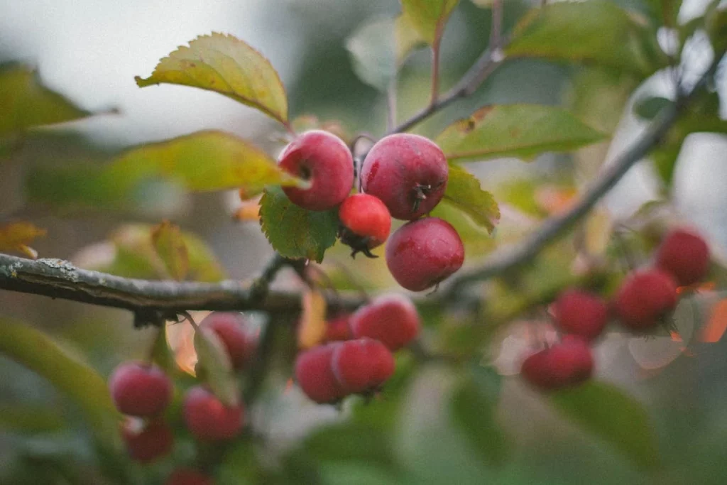 Kaip sodinti obelis rudenį