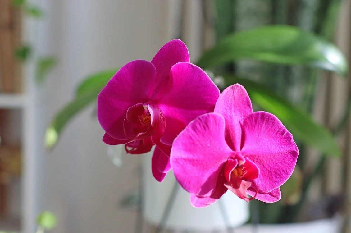 Kodėl orchidėja nežydi ir kaip tai pakeisti