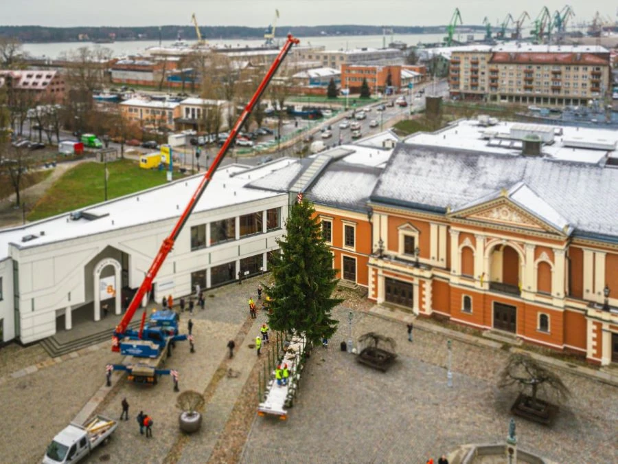 Natūrali Klaipėdos miesto eglutė / Klaipėdos miesto savivaldybės nuotr.
