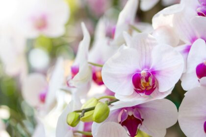 Orchidėjos mus džiugina savo spalvingais ir gražiais žiedais