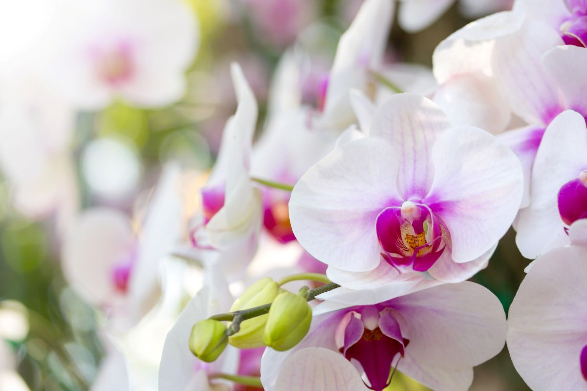 Orchidėjos mus džiugina savo spalvingais ir gražiais žiedais