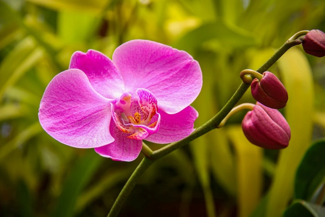 Orchidėjų priežiūra žiemos metu