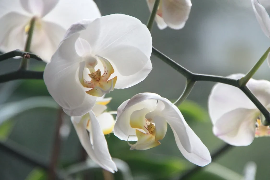 Orchidėjų šaknys