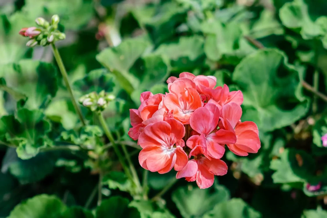 Pelargonijos žydėjimas ištisus metus