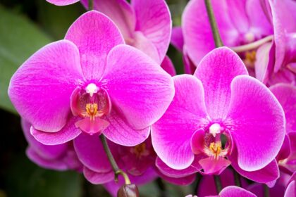 Teisingas orchidėjos persodinimas