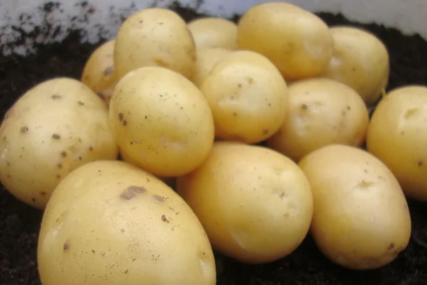 Tinkamas bulvių laikymas žiemai