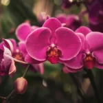 Kaip ir kada persodinti orchidėją ir nesuklysti