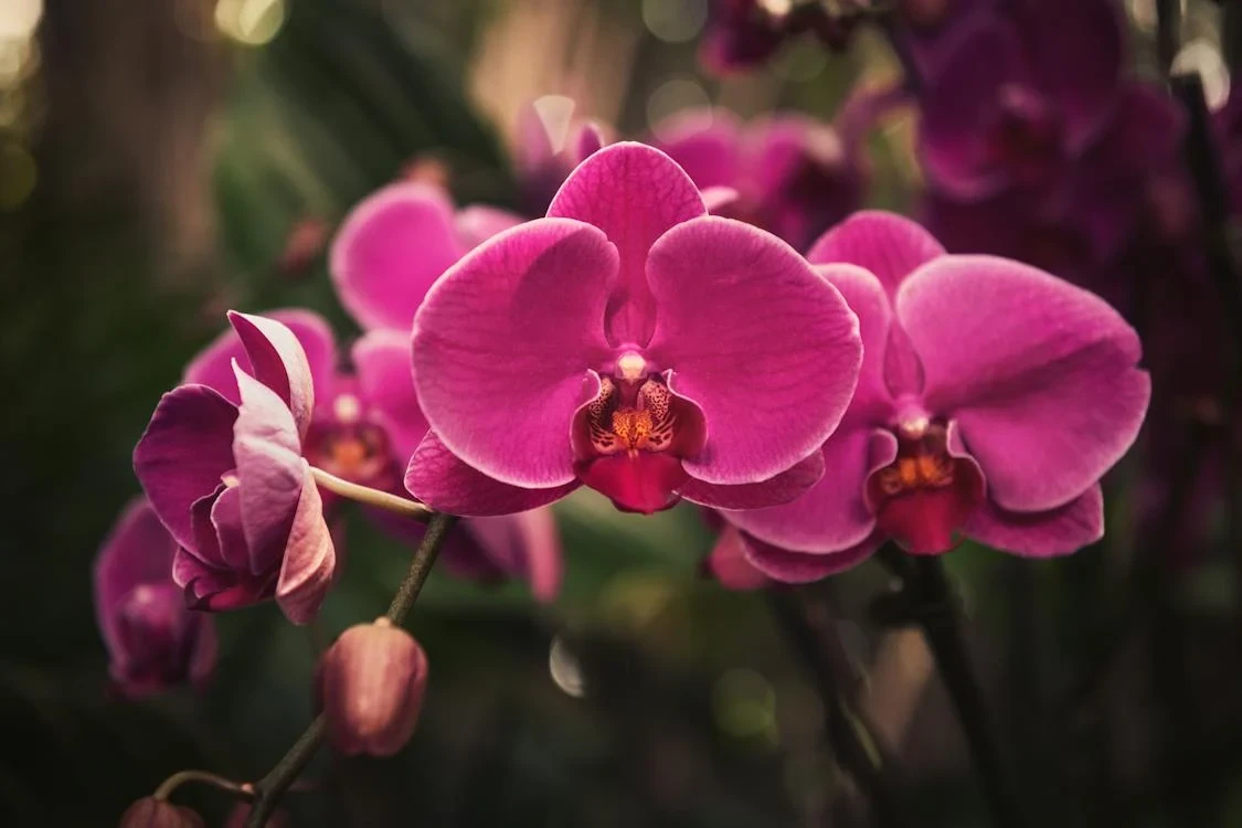 Kaip ir kada persodinti orchidėją ir nesuklysti
