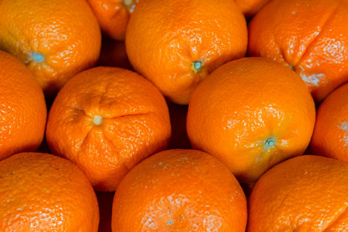 Mandarinus galima auginti namuose