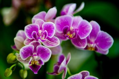 Natūralios ir stebėtinai veiksmingos trąšos orchidėjoms