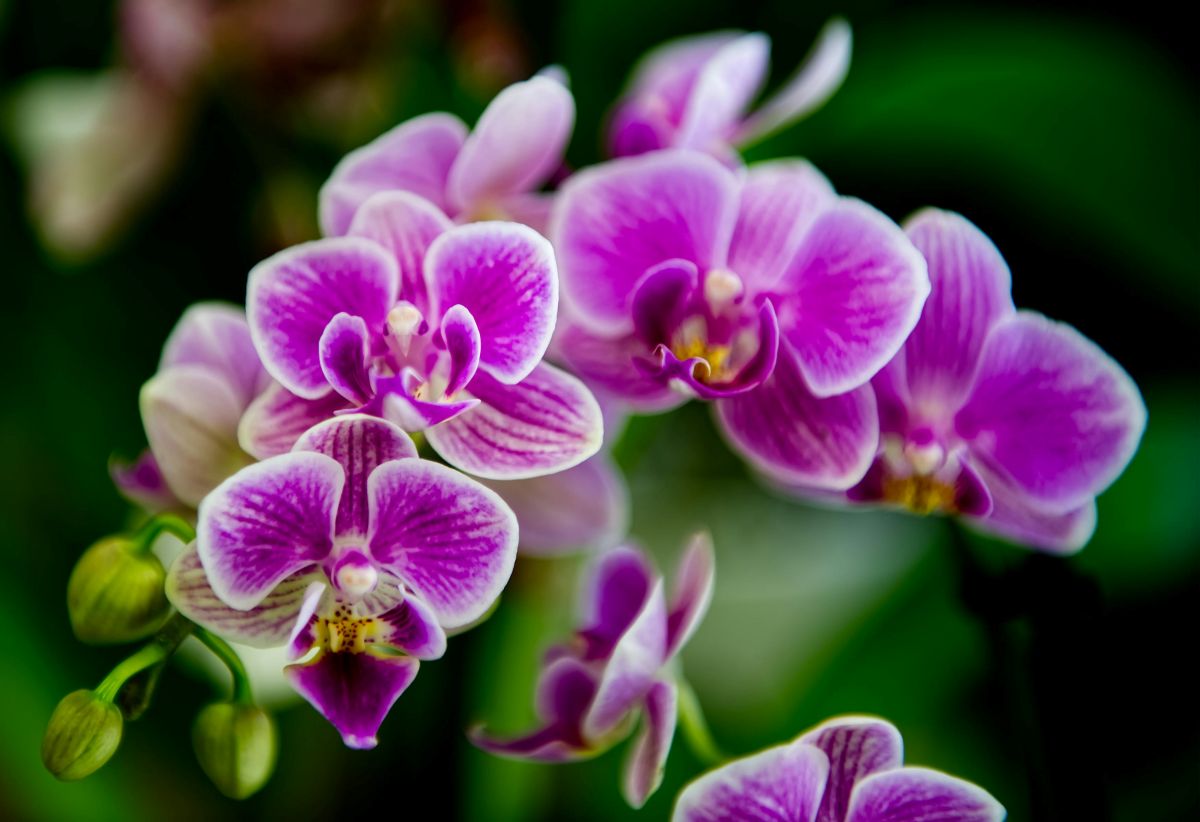 Natūralios ir stebėtinai veiksmingos trąšos orchidėjoms