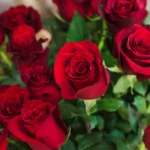 9 faktai apie rožes