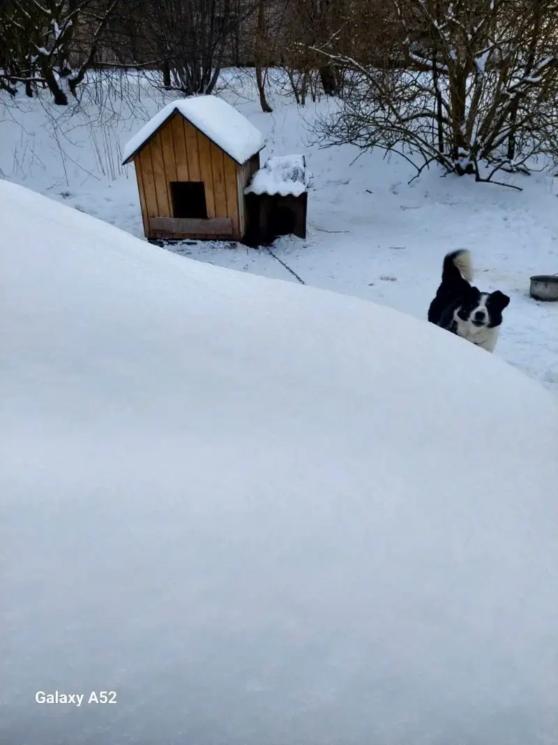 Kenčiančių gyvūnų kasdienybė Lietuvoje / Orintos Dirsienės užfiksuota nuotrauka