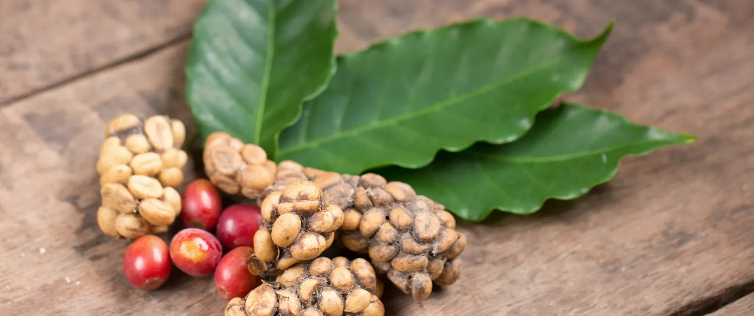 Kopi Luwak kava