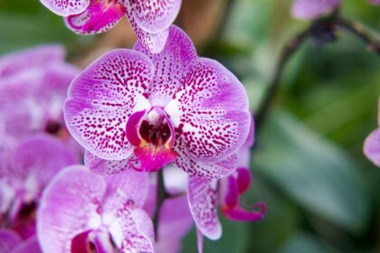 Svarbiausios orchidėjų laistymo taisyklės