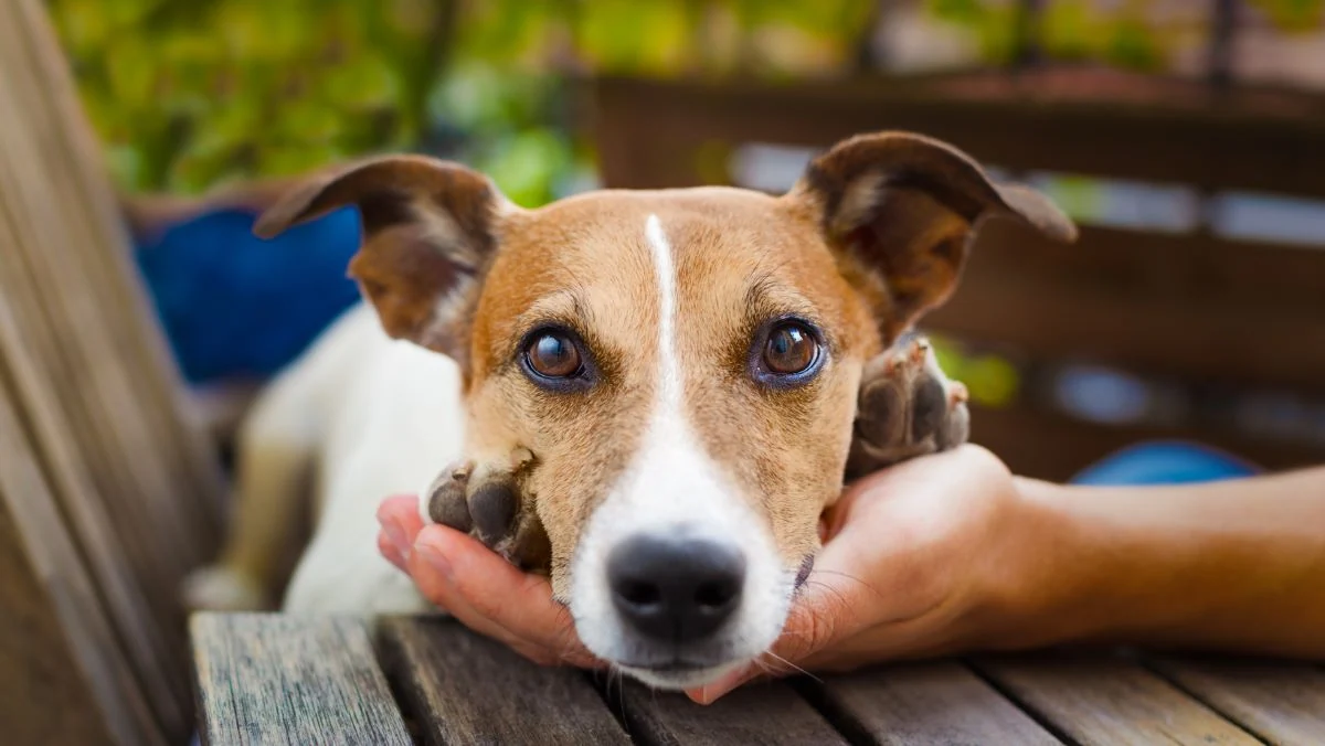 Geriausia veterinarijos klinika Vilniuje