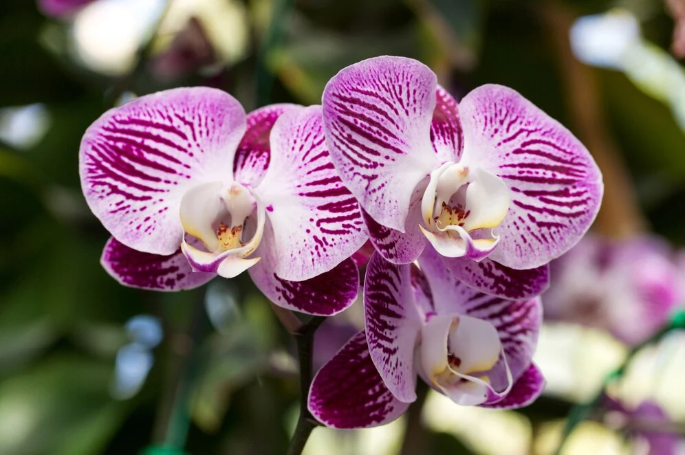 Pradeda gelsti orchidėjos lapai