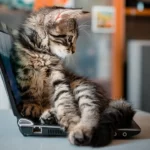 Katė guli ant nešiojamo kompiuterio