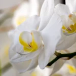 Kodėl orchidėja nežydi namuose