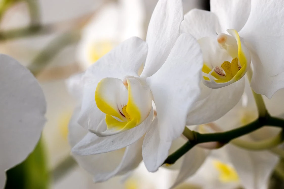 Kodėl orchidėja nežydi namuose