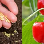 Sėjame paprikų daigus