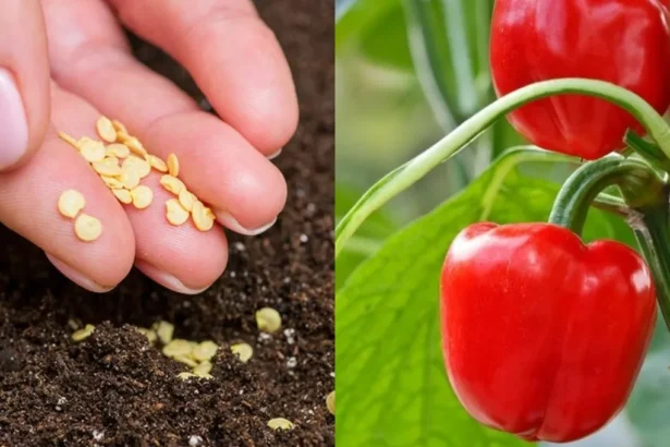 Sėjame paprikų daigus