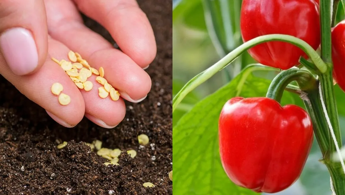 Sėjame paprikų daigus