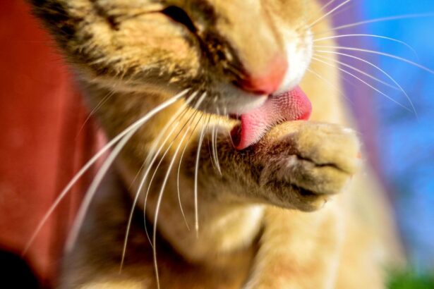 Šiurkštus katės liežuvis