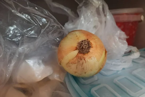 Svogūnas šaldiklyje