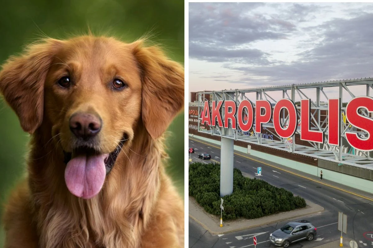 Akropoliuose laukiami ir augintiniai
