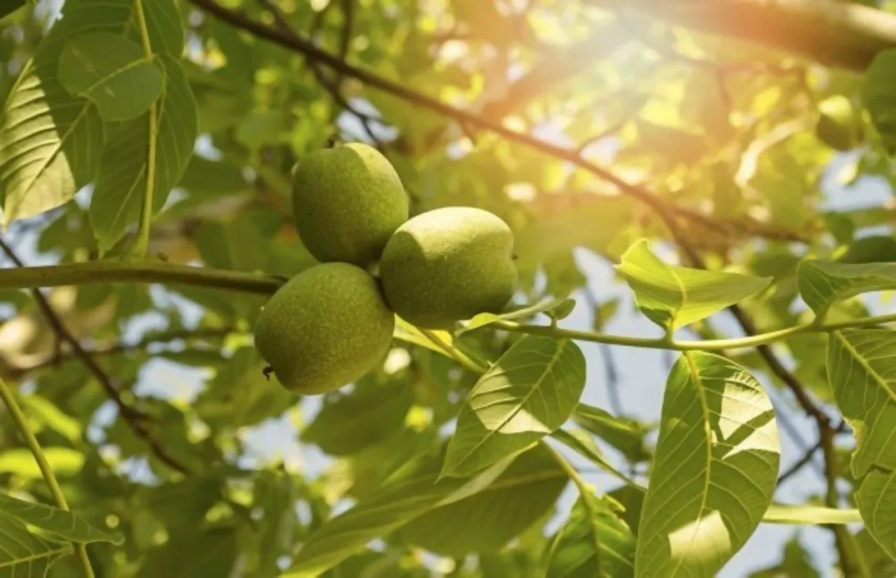 Graikinis riešutmedis jūsų sklype
