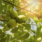 Graikinis riešutmedis jūsų sklype