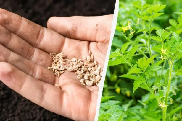 Ką daryti, kad sėklos greičiau sudygtų