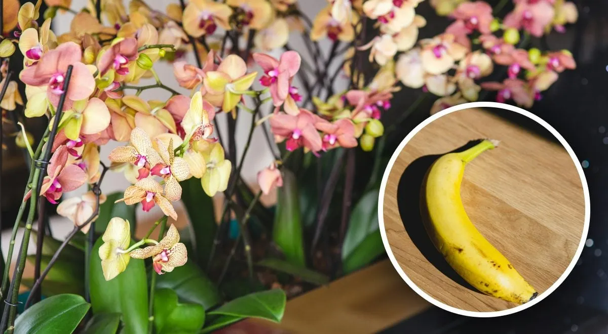 Orchidėjos tręšimas bananų tirpalu