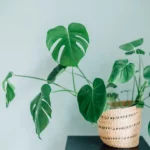 Šie kambariniai augalai puikiai toleruoja šviesos trūkumą