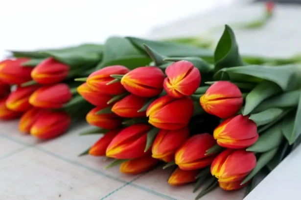 Tulpės moters dienos proga