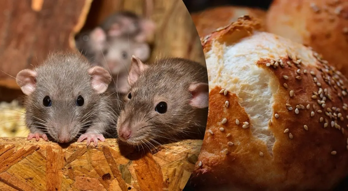 Brangiausias maistas pasaulyje