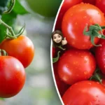 Labai naudinga daržovė - pomidorai