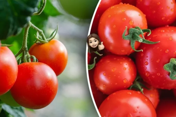 Labai naudinga daržovė - pomidorai