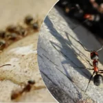 Naudingi patarimai kaip atsikratyti skruzdžių