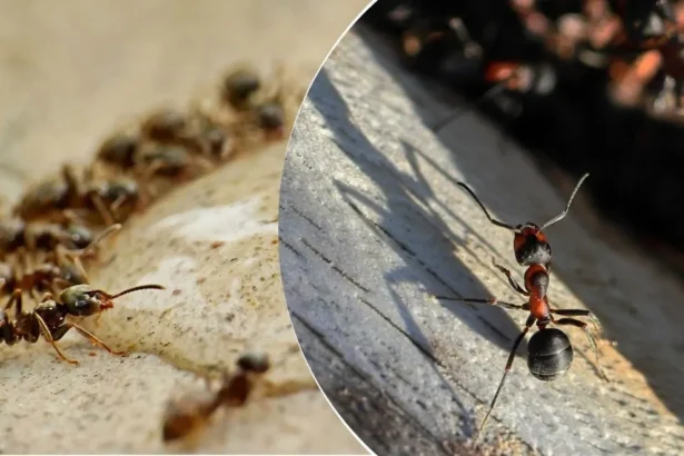 Naudingi patarimai kaip atsikratyti skruzdžių