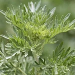 Pelynas naudingas augalas sode