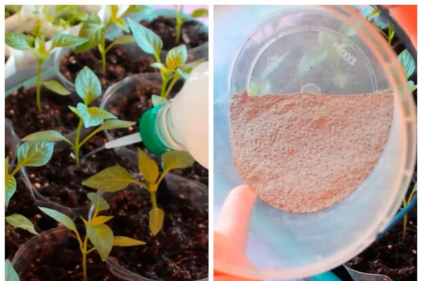 Skystos trąšos su mielėmis